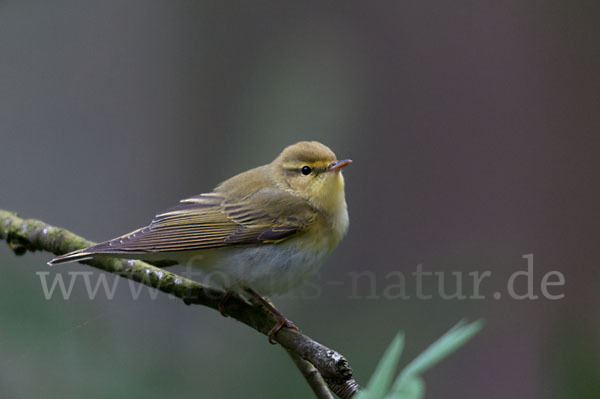 Waldlaubsänger (Phylloscopus sibilatrix)