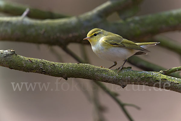 Waldlaubsänger (Phylloscopus sibilatrix)