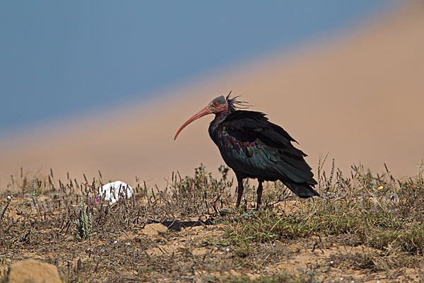 Waldrapp (Geronticus eremita)