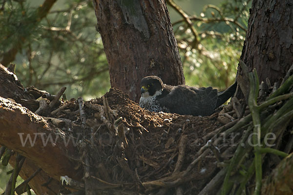 Wanderfalke (Falco peregrinus)