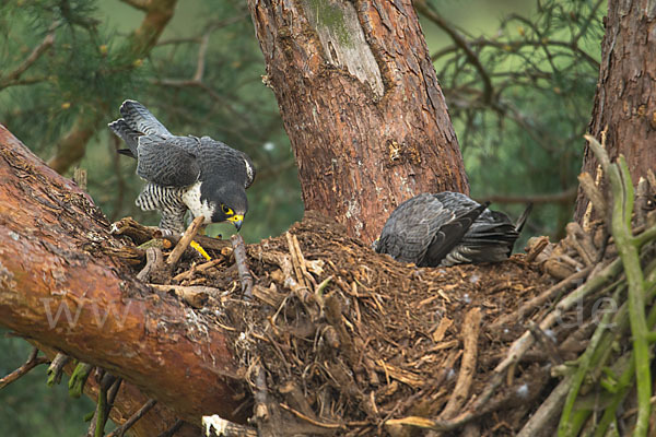 Wanderfalke (Falco peregrinus)