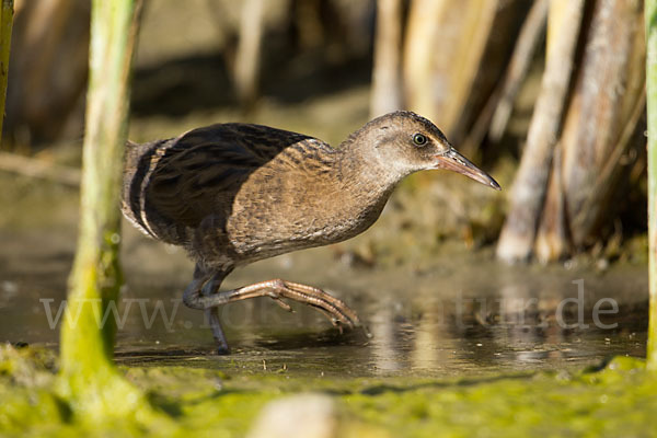 Wasserralle (Rallus aquaticus)