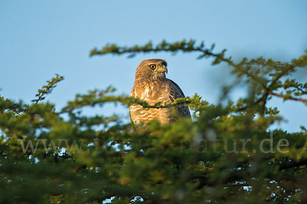 Weißbürzel-Singhabicht (Melierax poliopterus)