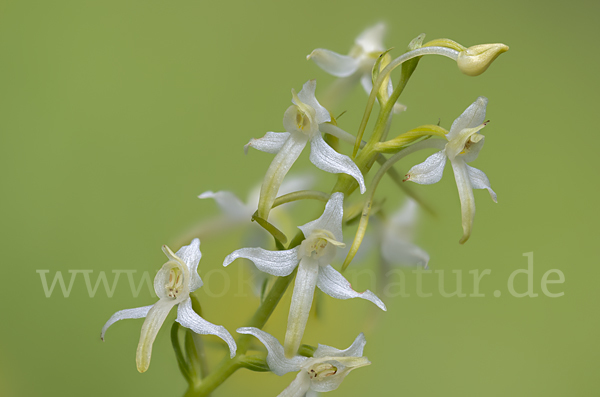 Weiße Waldhyazinthe (Platanthera bifolia)