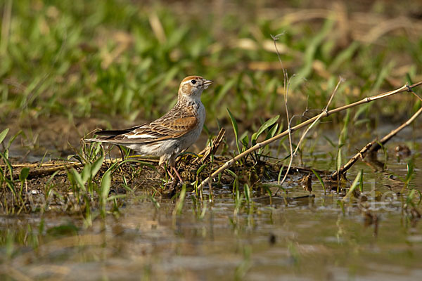 Weißflügellerche (Melanocorypha leucoptera)