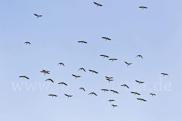 Weißstorch (Ciconia ciconia)