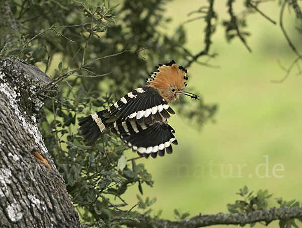 Wiedehopf (Upupa epops)