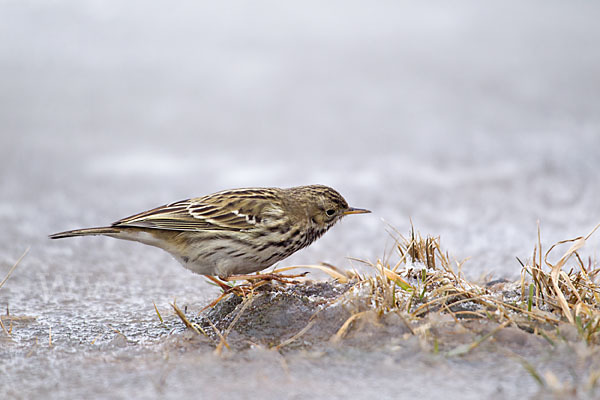 Wiesenpieper (Anthus pratensis)