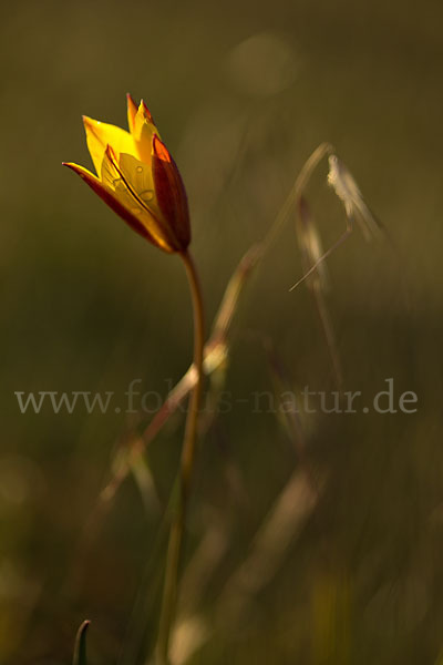 Wilde Tulpe (Tulipa sylvestris)