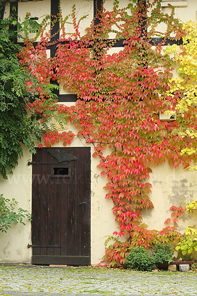 Wilder Wein (Parthenocissus spec.)