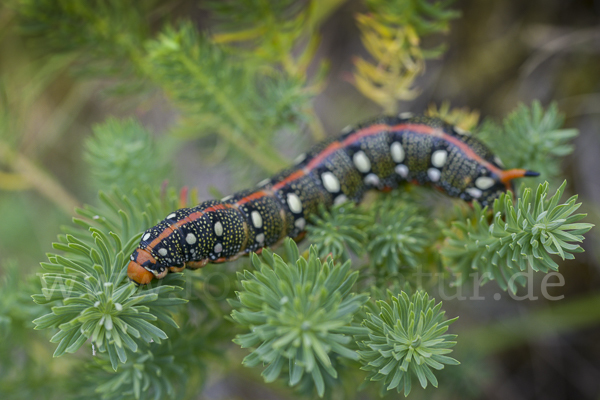 Wolfsmilchschwärmer (Hyles euphorbiae)