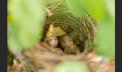 Mönchsgrasmücke (Sylvia atricapilla)