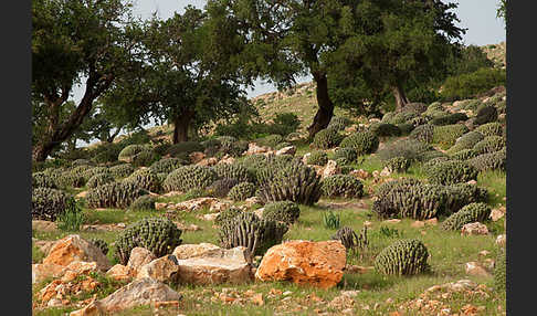 Vierkantige Euphorbie (Euphorbia echinus)