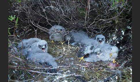 Merlin (Falco columbarius)