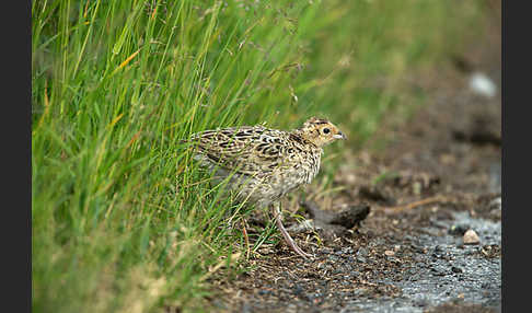 Fasan (Phasianus colchicus)