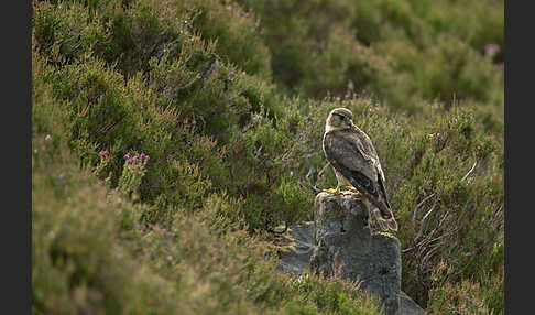 Merlin (Falco columbarius)