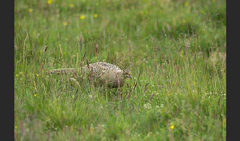 Fasan (Phasianus colchicus)