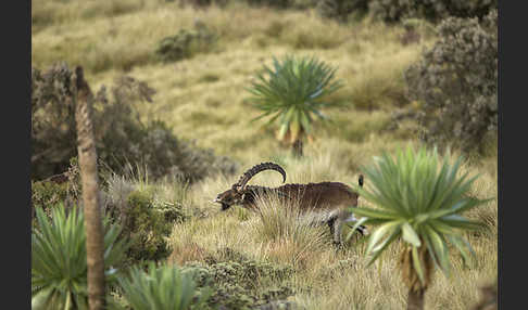 Äthiopischer Steinbock (Capra walie)