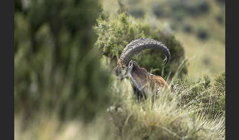 Äthiopischer Steinbock (Capra walie)