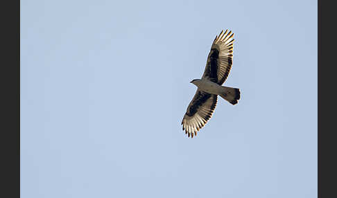 Afrikanischer Habichtsadler (Aquila spilogaster)