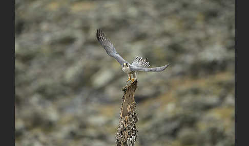 Lannerfalke sspec.2 (Falco biarmicus abyssinicus)