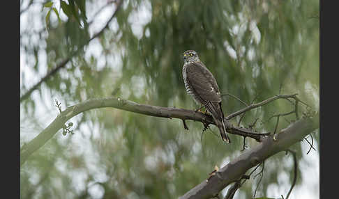 Sperber (Accipiter nisus)