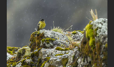 Schwarzkopfgirlitz (Serinus nigriceps)