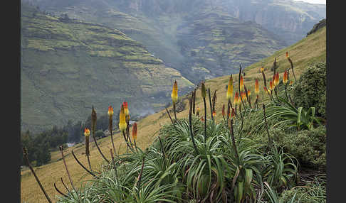 Fackellilie (Kniphofia foliosa)