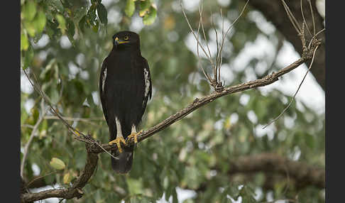 Schopfadler (Lophaetus occipitalis)