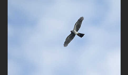 Ovambosperber (Accipiter ovampensis)