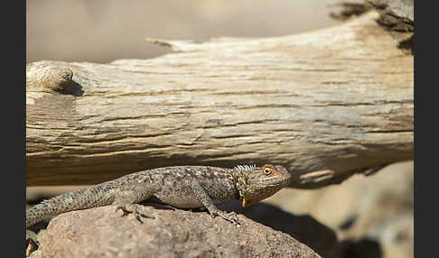 Siedleragame (Agama agama)