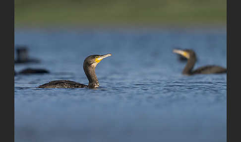 Kormoran (Phalacrocorax carbo)