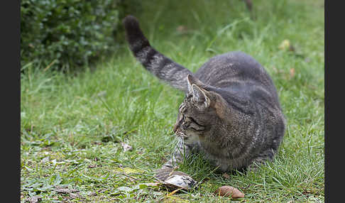 Hauskatze (Felis silvestris forma catus)