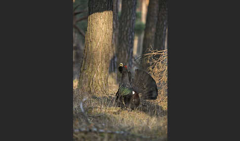 Auerhuhn (Tetrao urogallus)