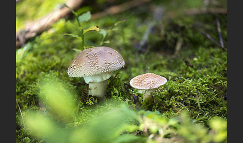 Perlpilz (Amanita rubescens)