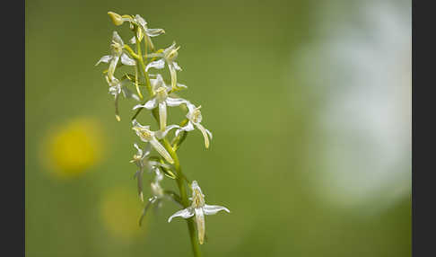 Weiße Waldhyazinthe (Platanthera bifolia)