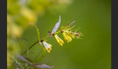 Wiesen-Wachtelweizen (Melampyrum pratense)