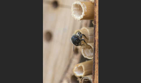 Rote Mauerbiene (Osmia bicornis)