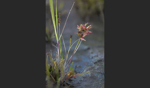 Glieder-Binse (Juncus articulatus)