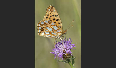 Kleiner Perlmutterfalter (Issoria lathonia)