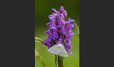 Weißstirn-Weißspanner (Cabera pusaria)