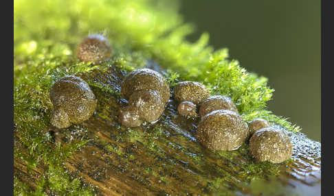 Gestielter Holzkohlenpilz (Daldinia fissa)