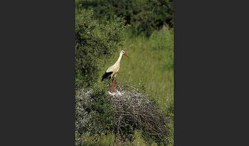 Weißstorch (Ciconia ciconia)