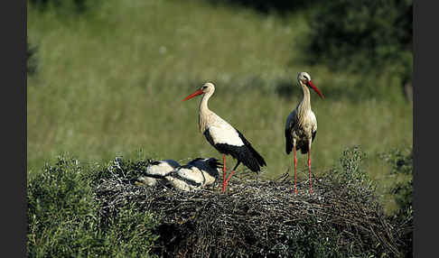 Weißstorch (Ciconia ciconia)