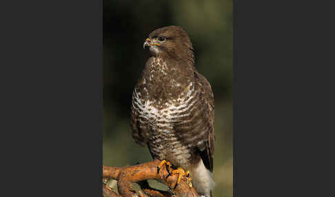 Mäusebussard (Buteo buteo)