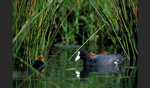 Blessralle (Fulica atra)