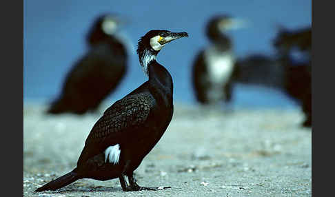 Kormoran (Phalacrocorax carbo)