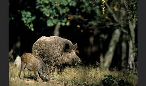 Schwarzwild (Sus scrofa)