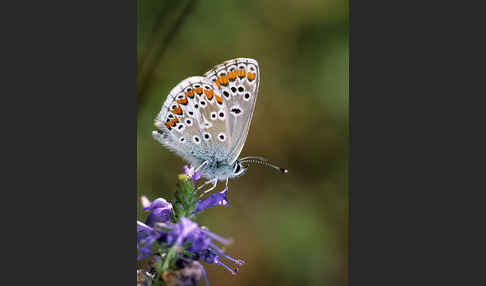 Sonnenröschenbläuling (Polyommatus agestis)