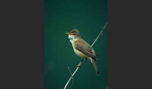 Sumpfrohrsänger (Acrocephalus palustris)